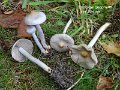 Inocybe geophylla-amf1002